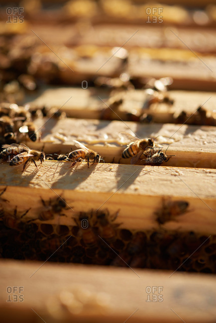 Honey bees on frames of an apiary in the morning sunrise of Yerington, Nevada