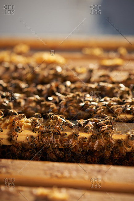 Honey bees on frames of an apiary in the morning sunrise of Yerington, Nevada