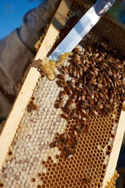 Bee Keeper scraping honey from a honey comb at sunrise in Yerington, Nevada.