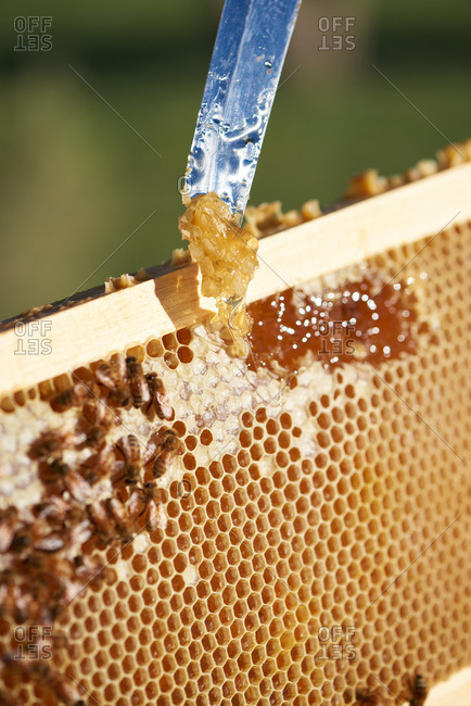 Bee Keeper scraping honey from a honey comb at sunrise in Yerington, Nevada.