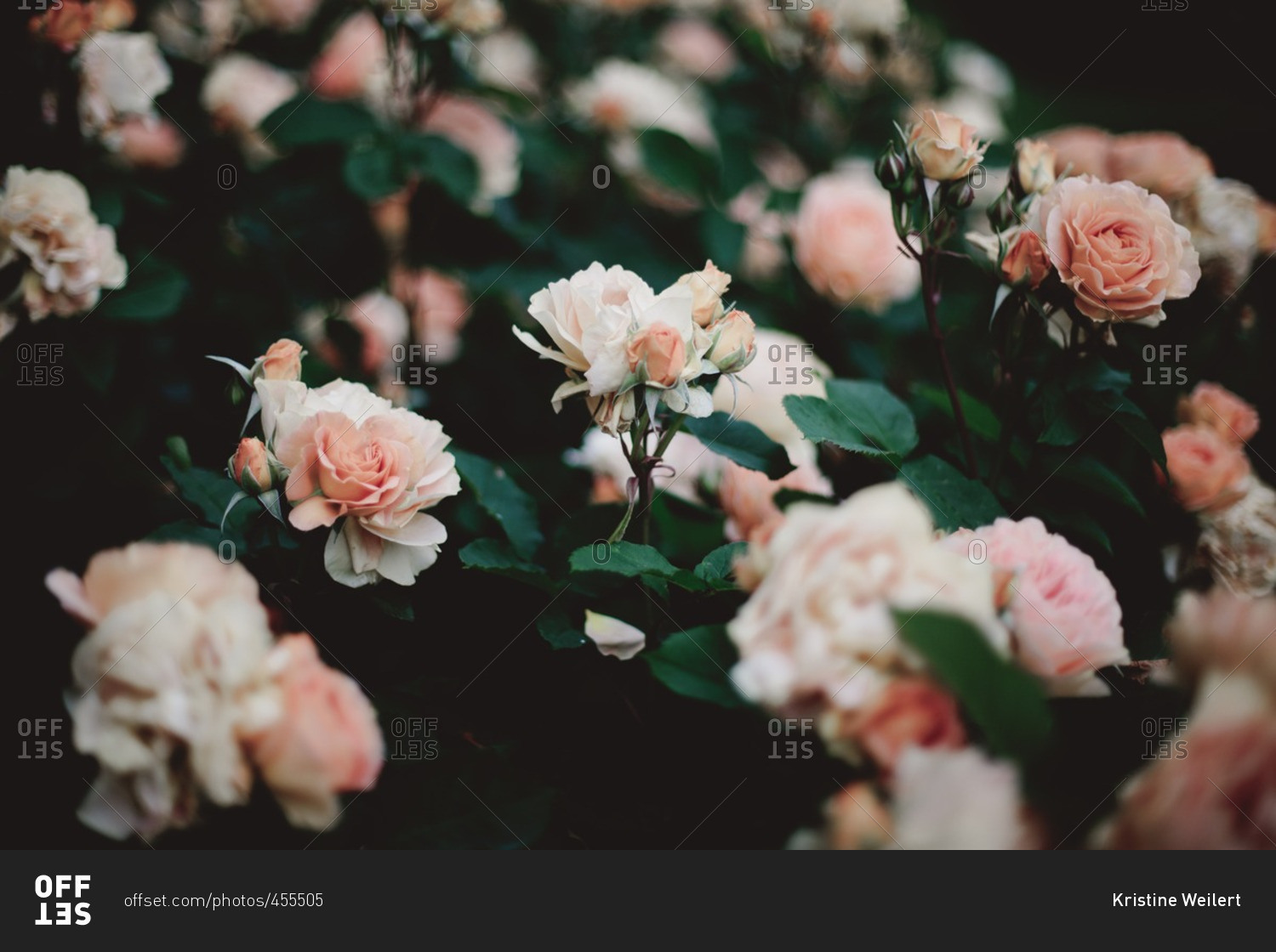 Close up of beautiful roses in a rose garden