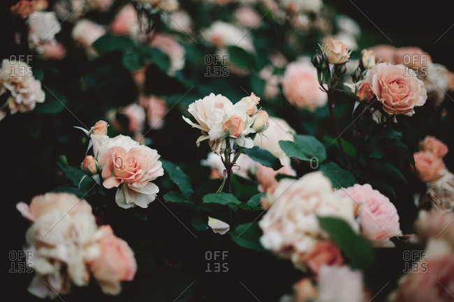Close up of beautiful roses in a rose garden