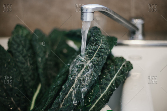Water running over a bunch of fresh green kale in a kitchen sink