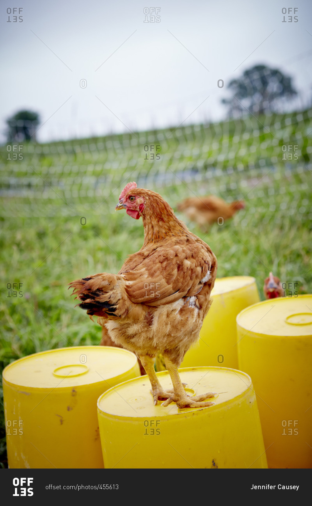 Download Chicken On A Yellow Bucket Stock Photo Offset PSD Mockup Templates