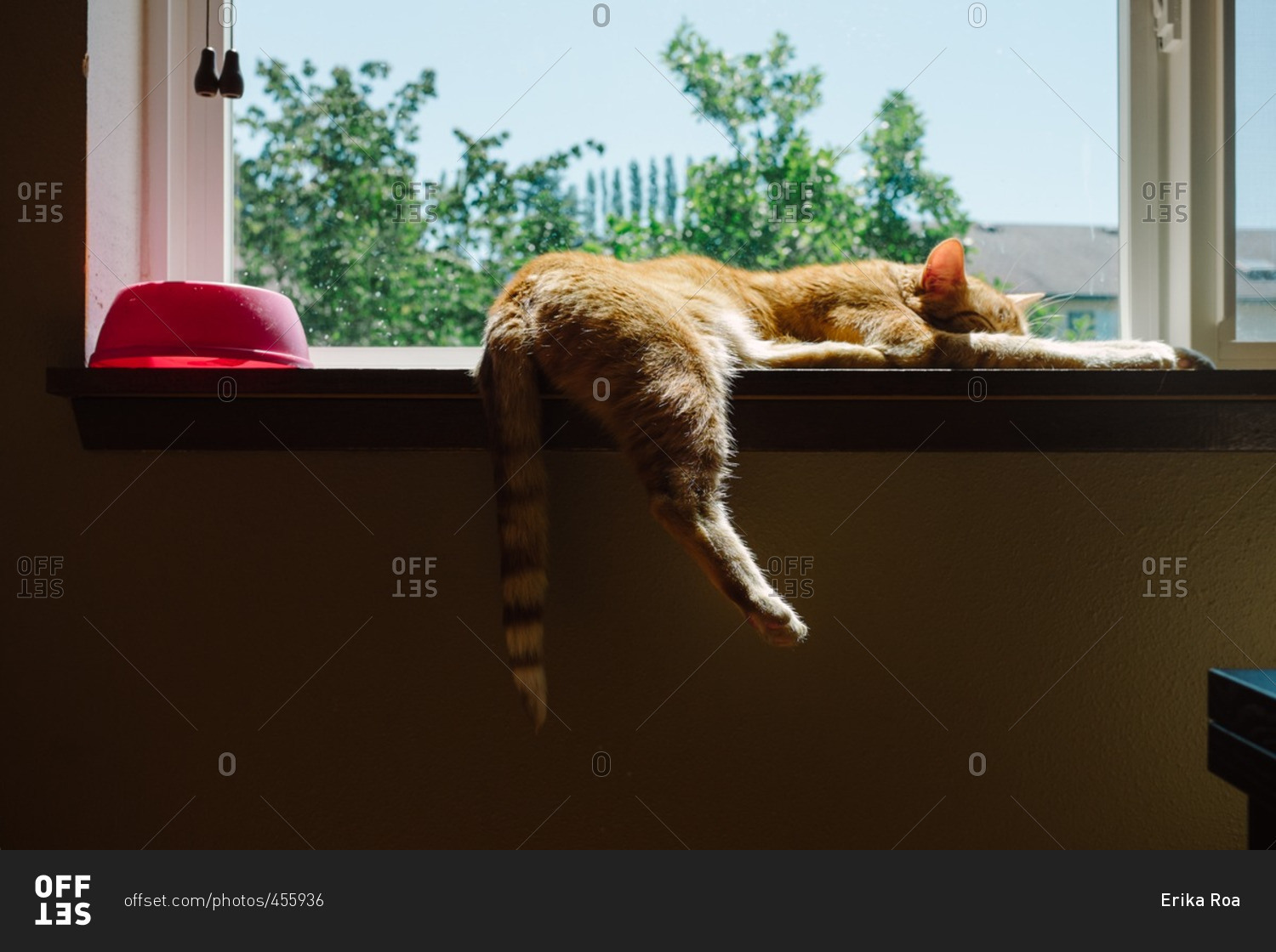 Cat on clearance window sill