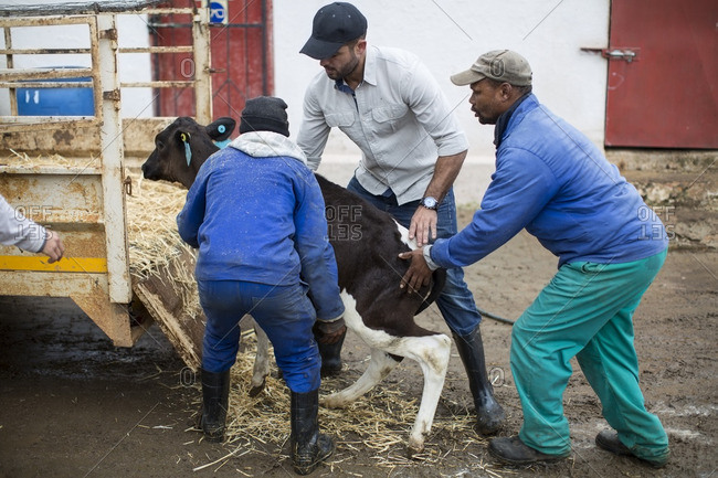 Men loading a calf on trailor