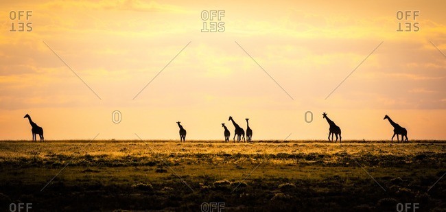 Namibia- Etosha National Park- Group of giraffes in morning light