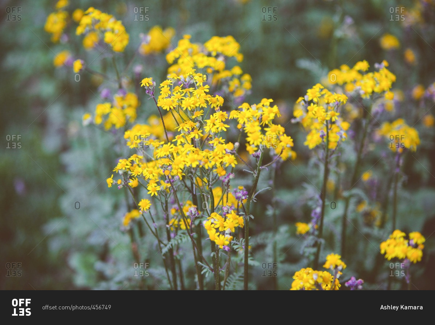 Yellow and purple flowers in a field