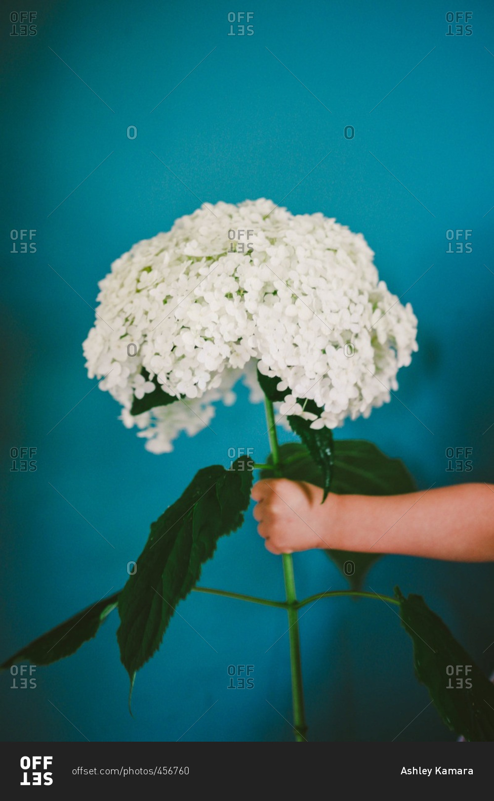 Child's hand holding a large white hydrangea blossom