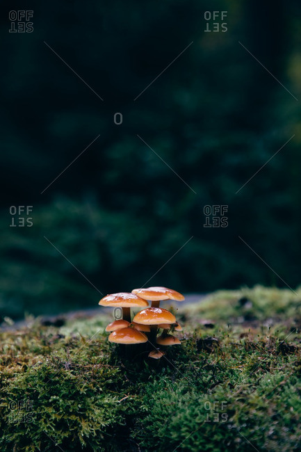 Cluster of mushrooms growing in the wild