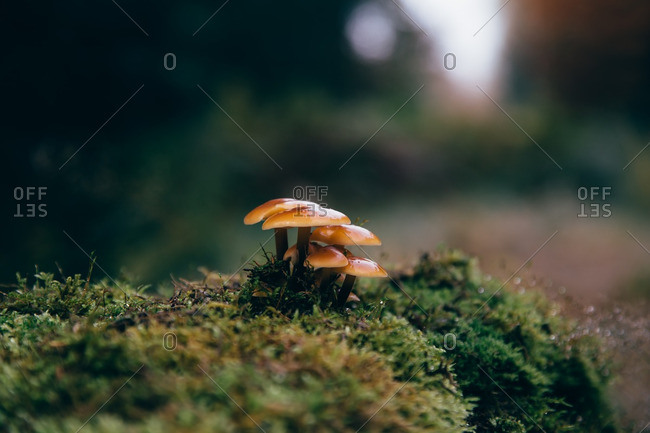 Small cluster of mushrooms growing in the wild