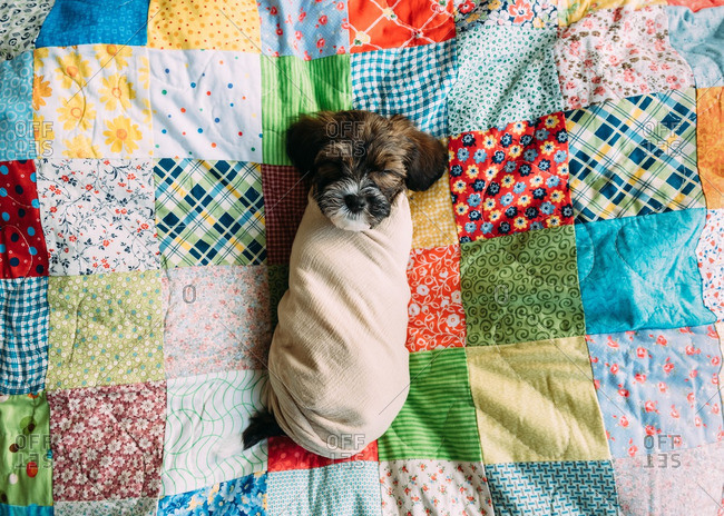 puppy swaddle blanket