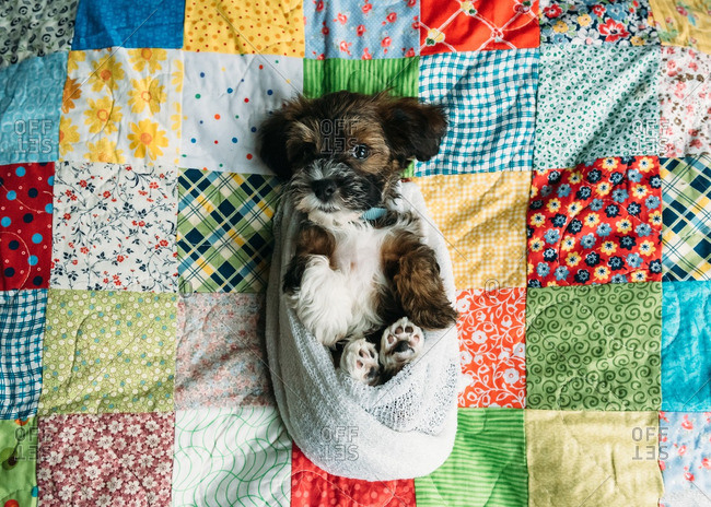 puppy swaddle