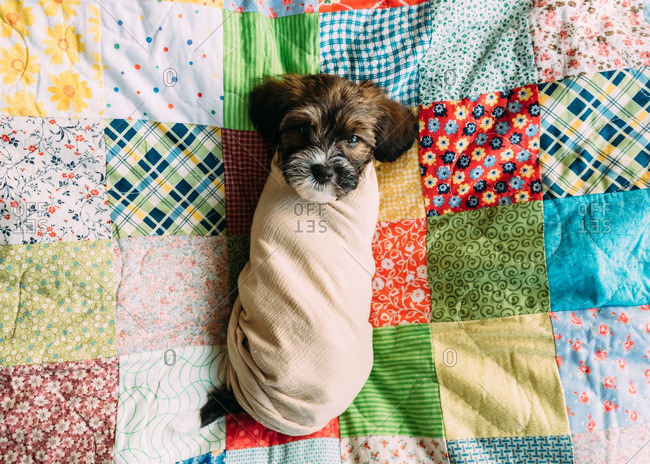 swaddle a dog