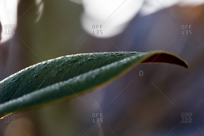 Dew droplets on a magnolia leaf