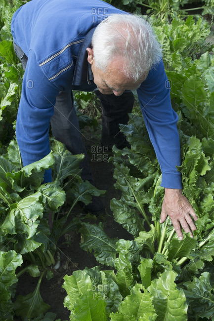 Caucasian farmer checking leafy vegetable