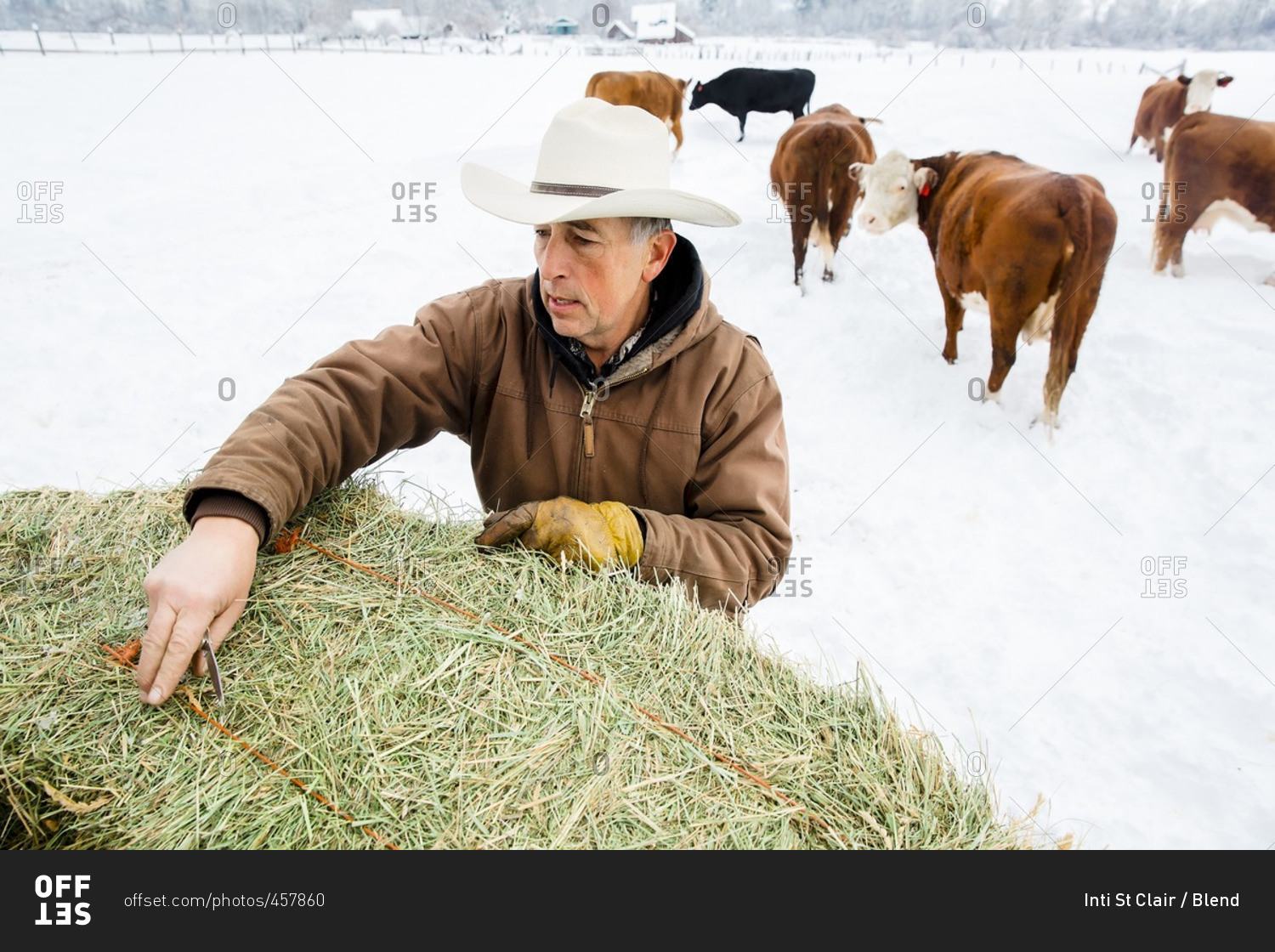 Caucasian farmer hauling hay in snowy field