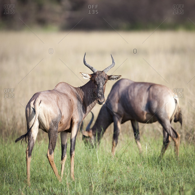 Watchful antelope in Botswana's Okavango Delta