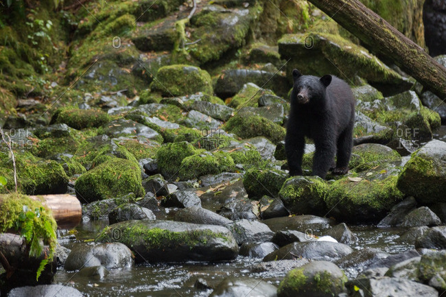 Black bear walking on mossy rocks by a river