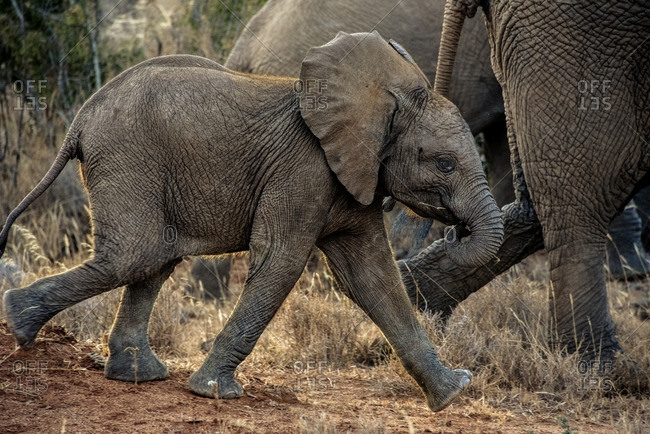 Juvenile elephant running alongside adult