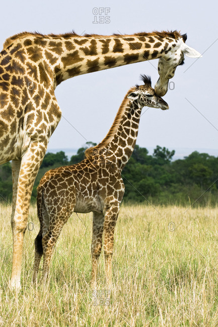 Mother giraffe (Giraffa camelopardalis) and baby, Masai Mara Reserve, Kenya, East Africa