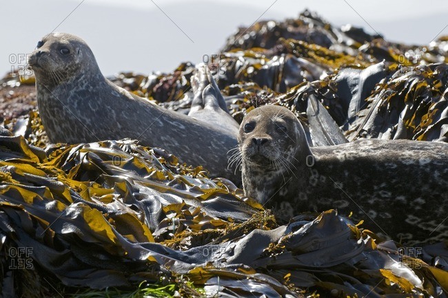 A pair of Harbor seals look on from a bed of Kelp near Cape St. James, gwaii Haanas, haida Gwaii, British Columbia, Canada.