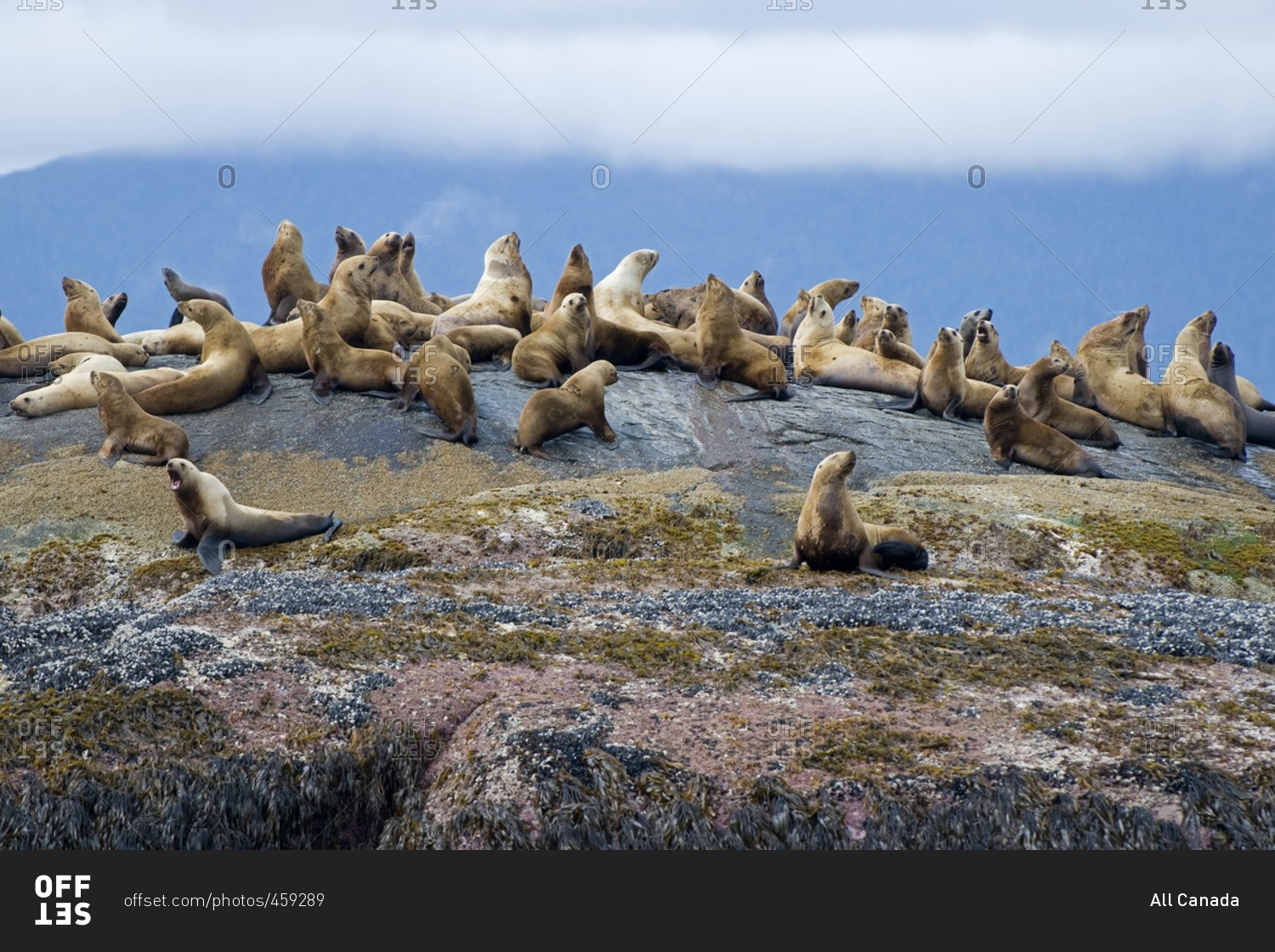 A colony of Sea Lions rests atop rocks in Gwaii Haanas National park, Haida gwaii, British Columbia, Canada