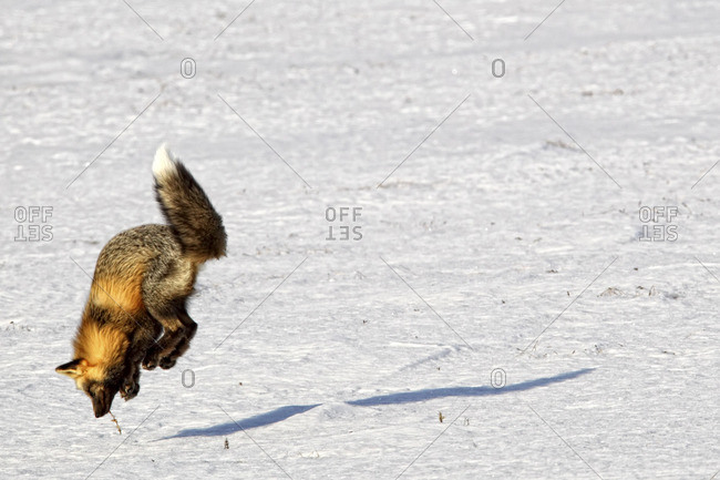 Fox (Vulpes vulpes)  leaping into the air as it is hunting rodents, Yukon Territory, Canada.