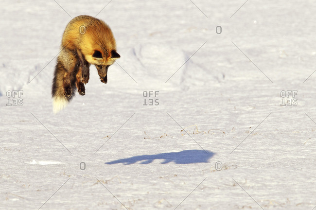 Fox leaping into the air as it is hunting rodents, Yukon Territory, Canada.