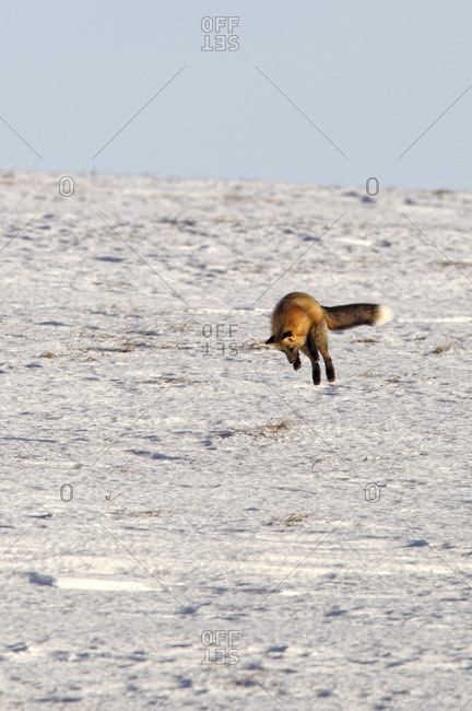 Fox (Vulpes vulpes) leaping into the air as it is hunting rodents, Yukon Territory, Canada.