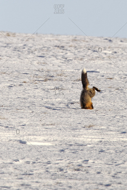 Fox (Vulpes vulpes) landing head first into snow as it hunts rodents along the roadways of the Yukon Territory, Canada.