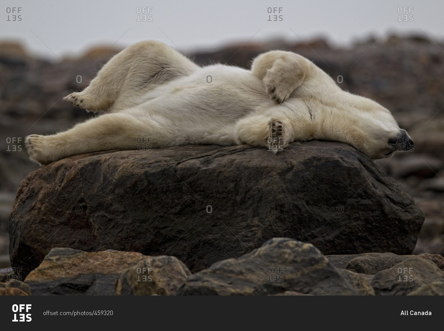 Polar bear laying on a rock, Churchill, Manitoba stock photo OFFSET