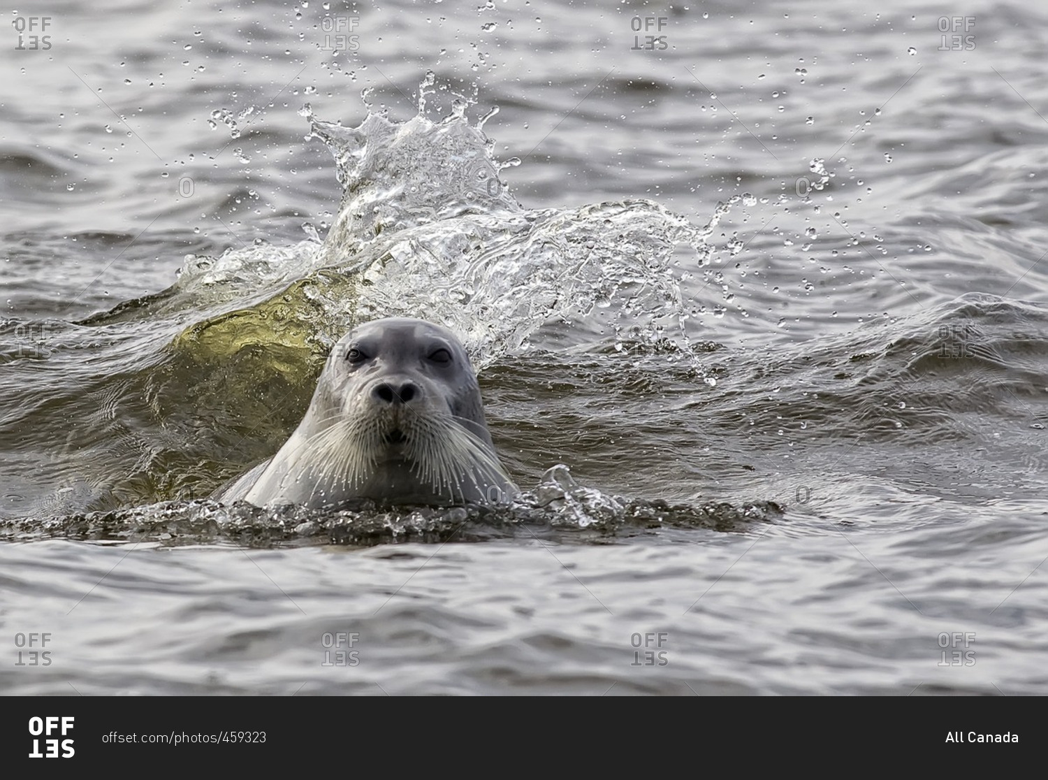 Bearded seal (Erignathus barbatus), Hudson's Bay, Manitoba.