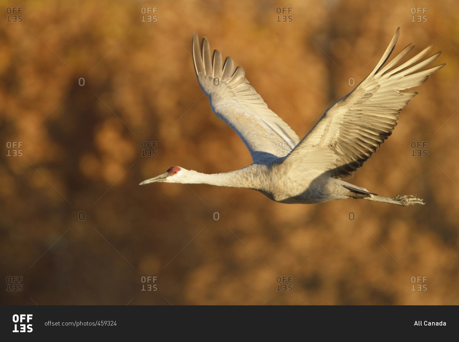 Sand hill Crane (Grus canadensis) flying at the Bosque del Apache wildlife refuge near Socorro, New Mexico, United States of America.