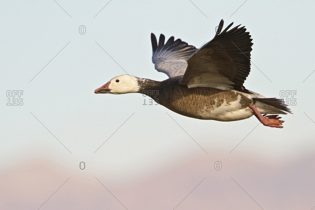 Blue Goose (Chen caerulescens - blue morph) flying at the Bosque del Apache wildlife refuge near Socorro, New Mexico, United States of America.