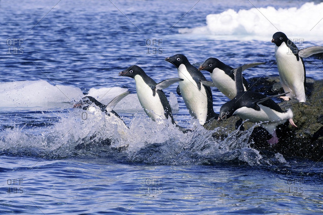 Adelie penguins (Pygoscelis adeliae) leaving on a foraging trip from their nesting colony, Antarctic Peninsula, Antarctica