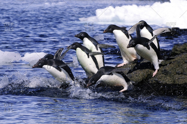 Adelie penguins (Pygoscelis adeliae) leaving on a foraging trip from their nesting colony, Antarctic Peninsula, Antarctica