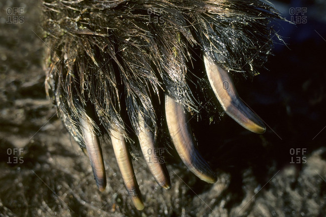 Front claws of a barren ground grizzly bear (Ursus arctos), central Keewatin, Nunavut, arctic Canada