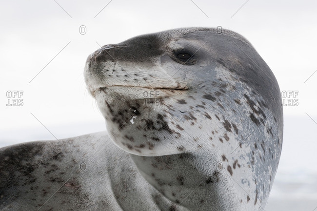 Female leopard seal (Hydrurga leptonyx), resting on pack ice, Pleneau Island, Antarctic Peninsula, Antarctica