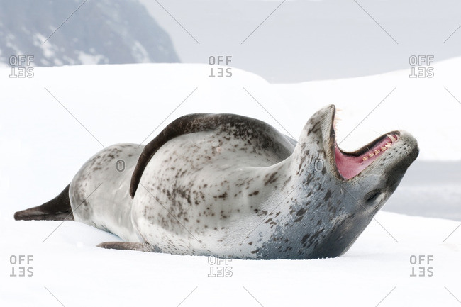 Female leopard seal (Hydrurga leptonyx), threat display, Pleneau Island, Antarctic Peninsula, Antarctica