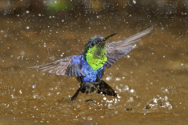 Violet-crowned Woodnymph (Thalurania columbica) flying and bathing in a small stream in Costa Rica.