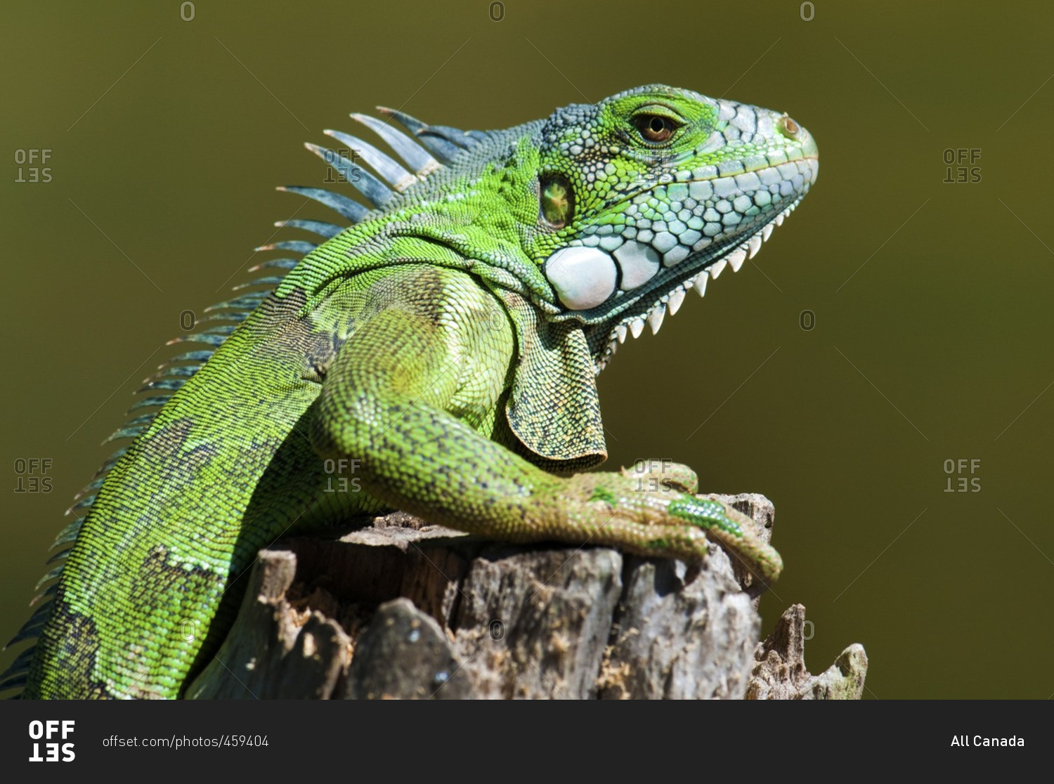 Adult green (common) iguana (Iguana iguana), Pantanal wetlands, Southwestern Brazil, South America
