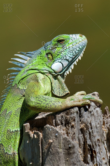 Adult green (common) iguana (Iguana iguana), Pantanal wetlands, Southwestern Brazil, South America