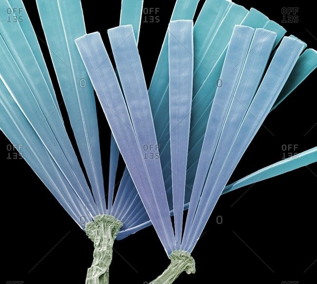 Licmorpha colored scanning electron micrograph (SEM) of colonies of the freshwater diatom Licmorpha sp