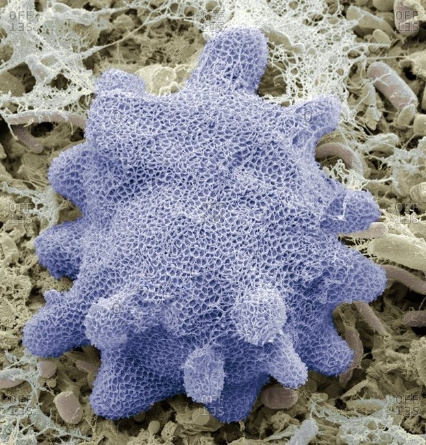 Freshwater sponge (Spngilla sp), colored scanning electron micrograph (SEM)