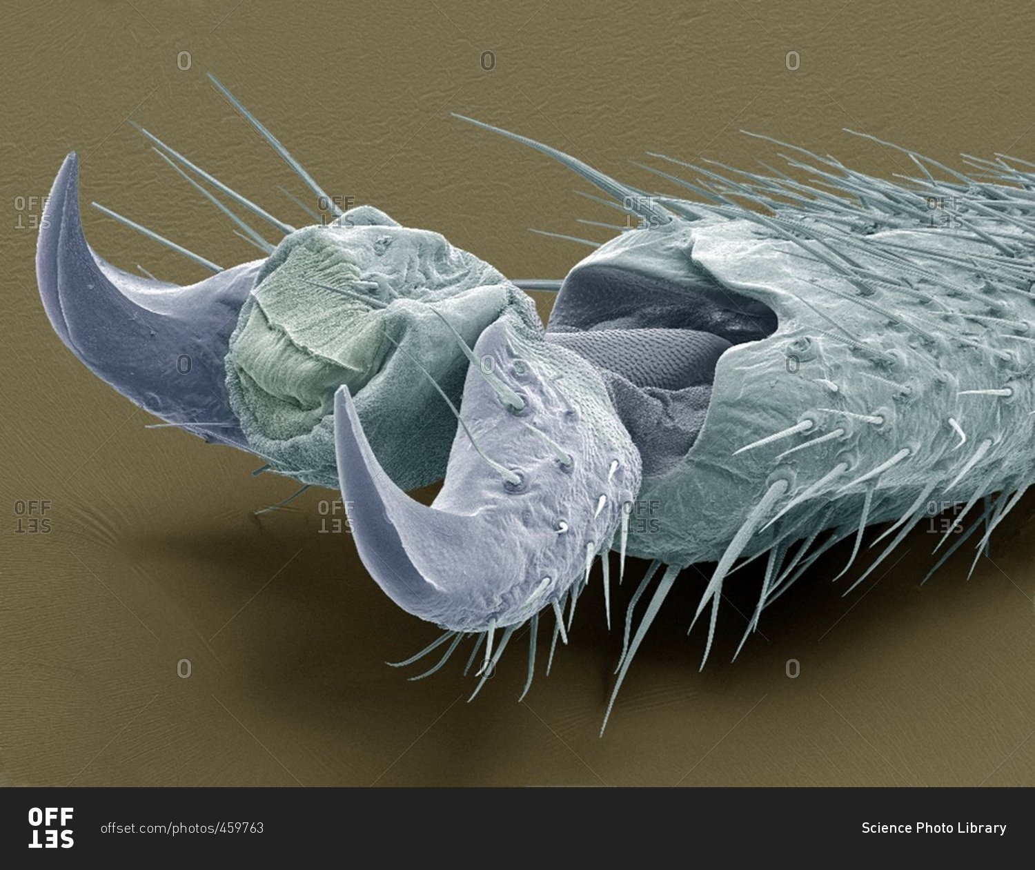 Stick insect foot, colored scanning electron micrograph (SEM) The large claws are used for climbing