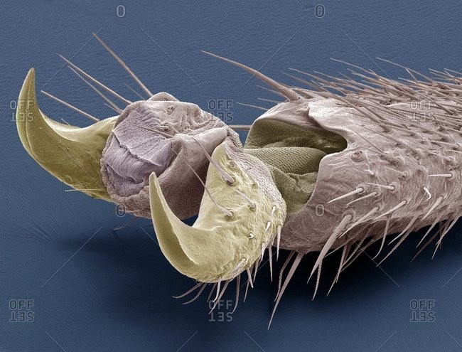 Stick insect foot, colored scanning electron micrograph (SEM) The large claws are used for climbing