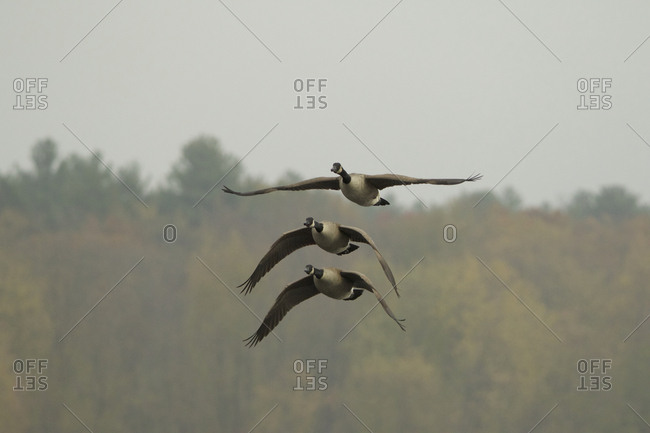 Three Canada geese, Branta canadensis, in flight.