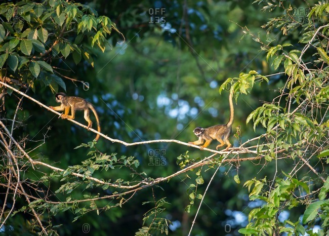 Black Squirrel Monkeys, Saimiri vanzolinii on top of tree in Mamiraua Sustainable Development Reserve.