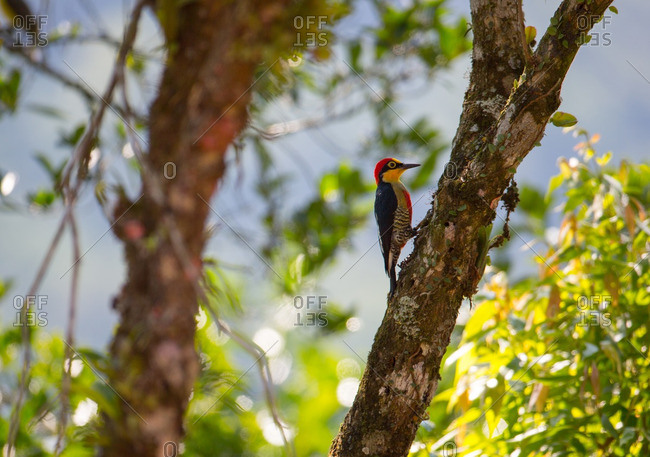 A male Yellow-fronted woodpecker, Melanerpes flavifrons, in the Atlantic rainforest.